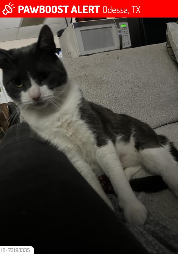 Lost Male Cat last seen Odessa tx by office building behind the fence, Odessa, TX 79761