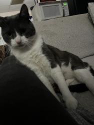 Lost Male Cat last seen Odessa tx by office building behind the fence, Odessa, TX 79761