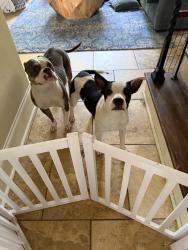 Found/Stray Unknown Dog last seen I-55 and Briarwood, Jackson, MS 39211