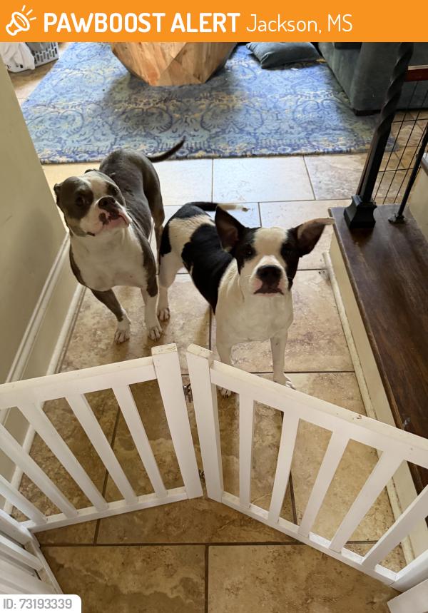 Found/Stray Unknown Dog last seen I-55 and Briarwood, Jackson, MS 39211