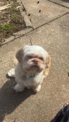 Reunited Male Dog last seen Near Harrison st Florrisant MO, Florissant, MO 63031