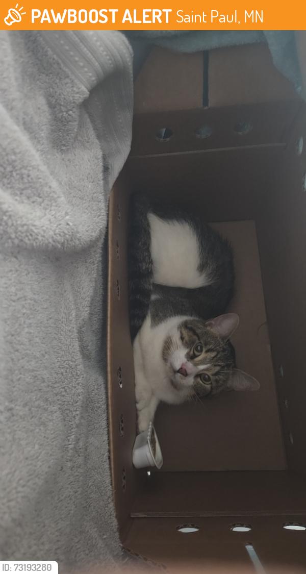 Found/Stray Male Cat last seen Near W Kellogg Blvd, St Paul, MN 55102, Saint Paul, MN 55102