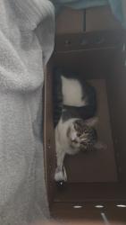 Found/Stray Male Cat last seen Near W Kellogg Blvd, St Paul, MN 55102, Saint Paul, MN 55102