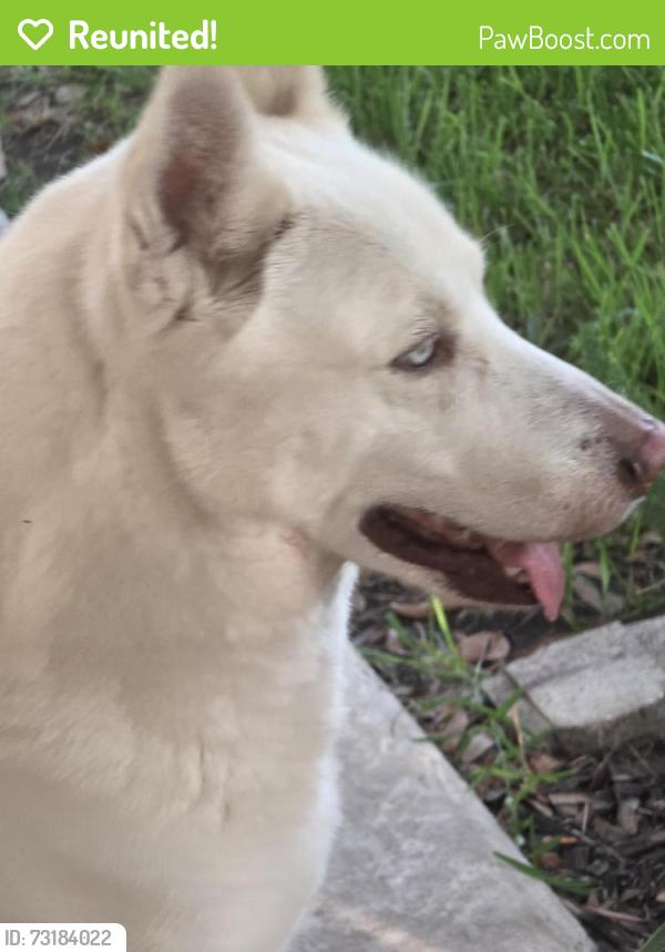 Reunited Male Dog last seen Timbergate, Houston, TX 77082