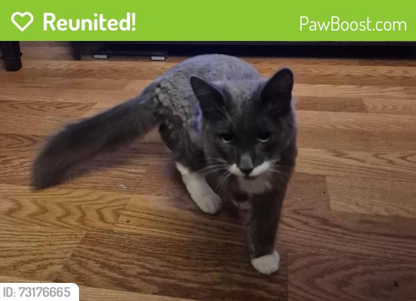 Reunited Male Cat last seen Charles St x Iowa St behind Meridian Apts., Sunnyvale, CA 94086