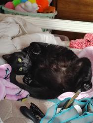 Lost Female Cat last seen Near old Rogers rd. Bristol pa, Bristol, PA 19007