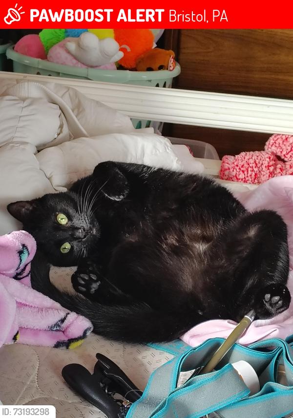 Lost Female Cat last seen Near old Rogers rd. Bristol pa, Bristol, PA 19007