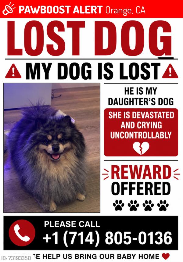 Lost Male Dog last seen Near w park balboa, Orange, CA 92868