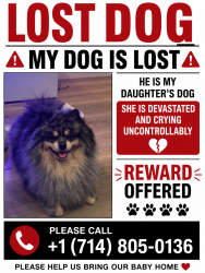 Lost Male Dog last seen Near w park balboa, Orange, CA 92868