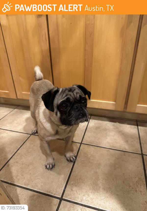 Found/Stray Male Dog last seen Live Oak & Wilson, Austin, TX 78704