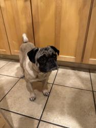 Found/Stray Male Dog last seen Live Oak & Wilson, Austin, TX 78704