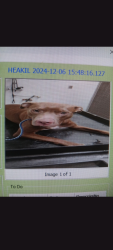 Lost Male Dog last seen Haw River hopedale road and 49, Burlington, NC 27216