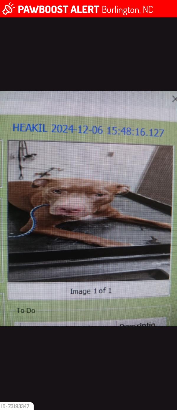 Lost Male Dog last seen Haw River hopedale road and 49, Burlington, NC 27216