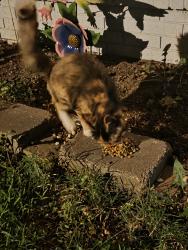 Found/Stray Female Cat last seen Park, Springfield, MO 65802