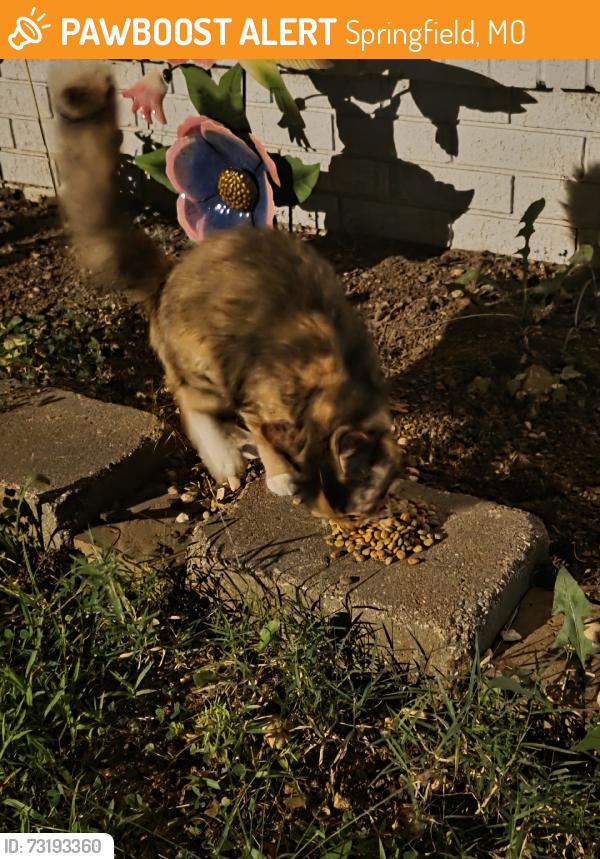 Found/Stray Female Cat last seen Park, Springfield, MO 65802