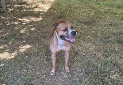Reunited Male Dog last seen NE Cully Blvd & NE Roselawn St, Portland, OR 97218