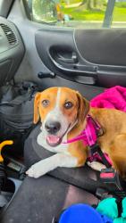 Found/Stray Male Dog last seen I69 @ Gessner, Houston, TX 77036
