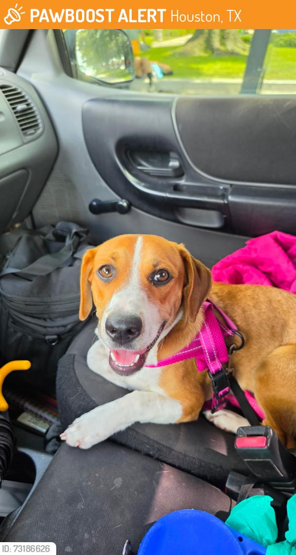 Found/Stray Male Dog last seen I69 @ Gessner, Houston, TX 77036