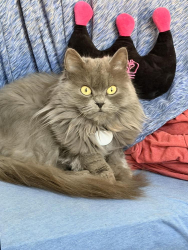 Lost Female Cat last seen Near Armorlite Drive San Marcos 92069, San Marcos, CA 92069