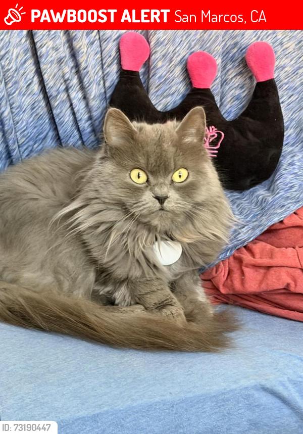 Lost Female Cat last seen Near Armorlite Drive San Marcos 92069, San Marcos, CA 92069