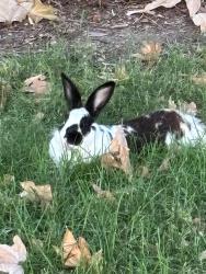 Found/Stray Unknown Rabbit last seen Rhodes Avenue Park (Rhodes and Van Owen), Los Angeles, CA 91605