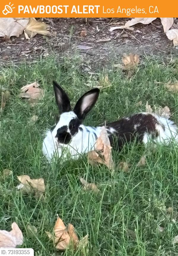 Found/Stray Unknown Rabbit last seen Rhodes Avenue Park (Rhodes and Van Owen), Los Angeles, CA 91605