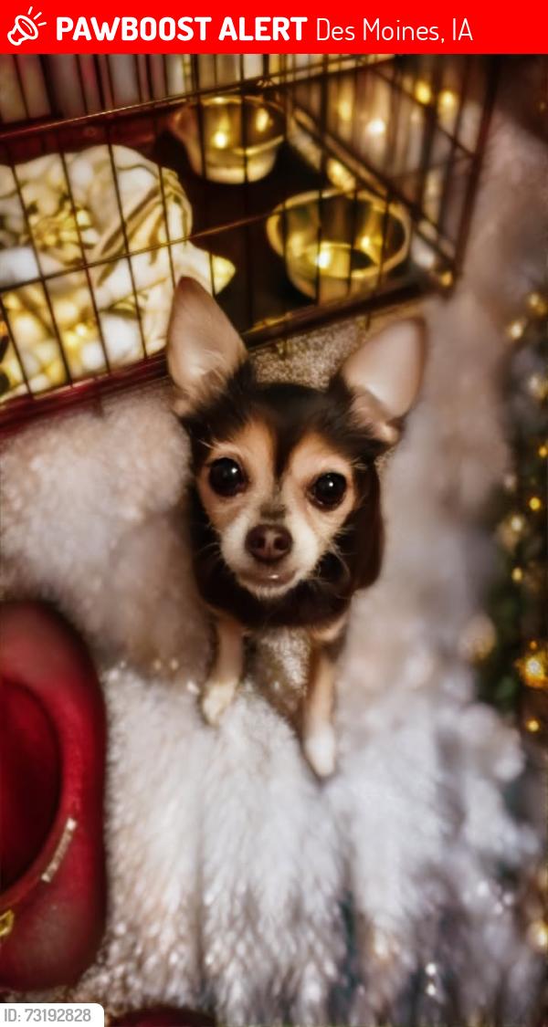 Lost Female Dog last seen Mcrae park, Des Moines, IA 50315