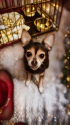 Lost Female Dog last seen Mcrae park, Des Moines, IA 50315