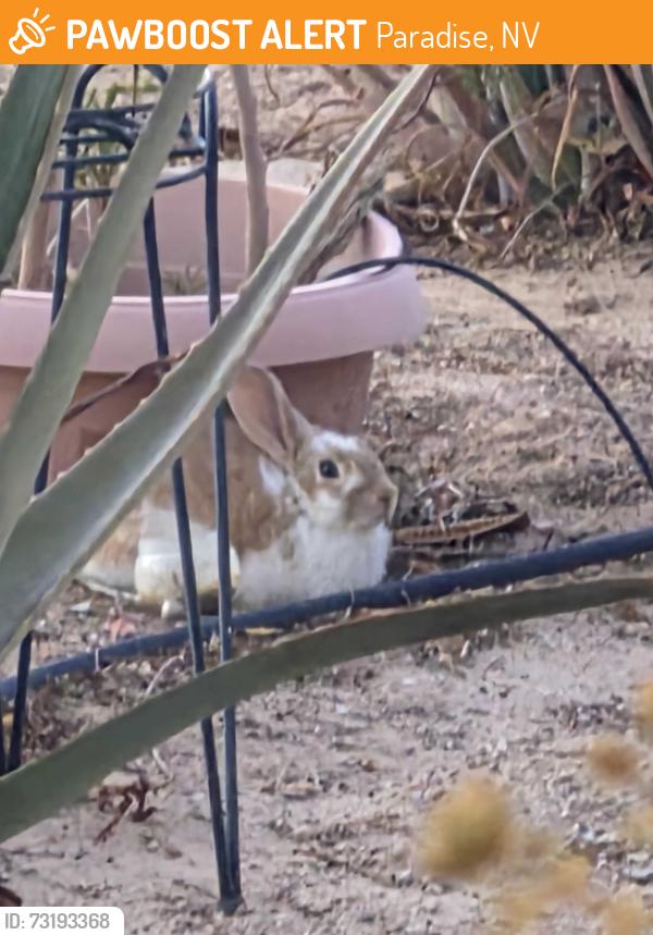 Found/Stray Unknown Rabbit last seen Glenndavis and harmon Ave, Paradise, NV 89121
