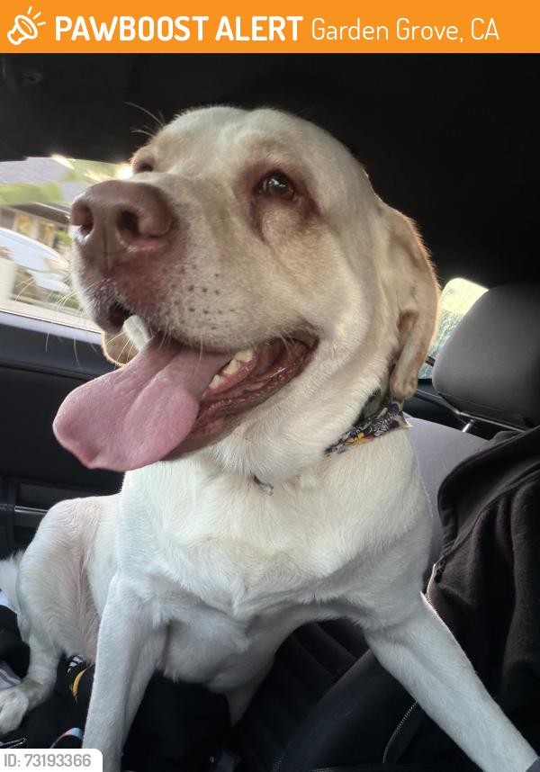 Found/Stray Male Dog last seen 9th street & Chapman ave, Garden Grove, CA 92840