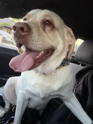 Found/Stray Male Dog last seen 9th street & Chapman ave, Garden Grove, CA 92840