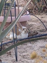Found/Stray Unknown Rabbit last seen Glenndavis and harmon Ave, Paradise, NV 89121
