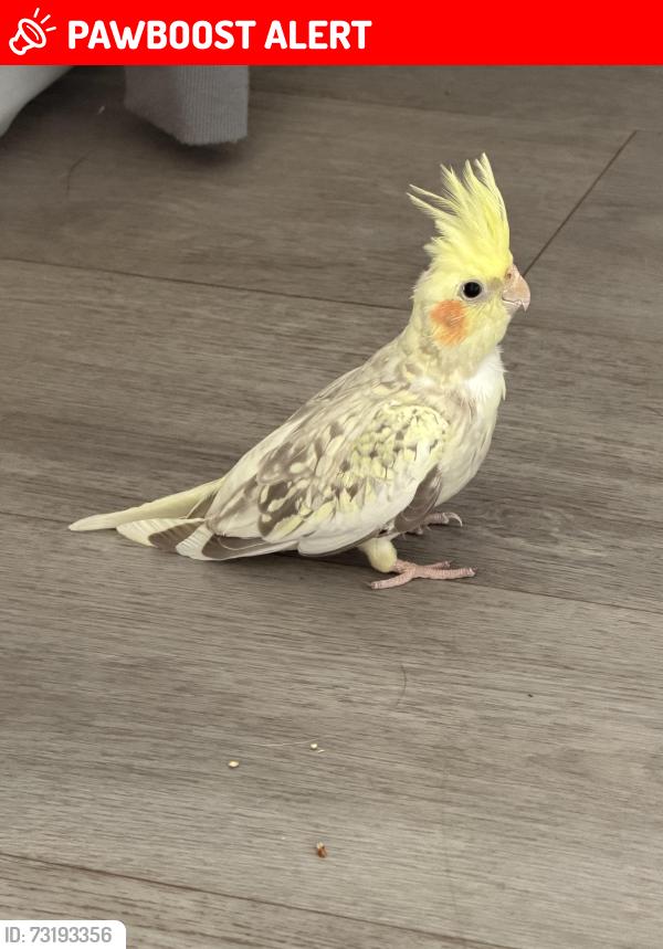 Lost Male Bird last seen N/a, Glan Llyn, Wales NP19 4FS