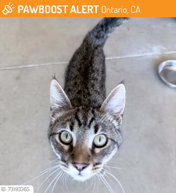 Found/Stray Male Cat last seen Chino & Archibald ONTARIO CA, Ontario, CA 91761