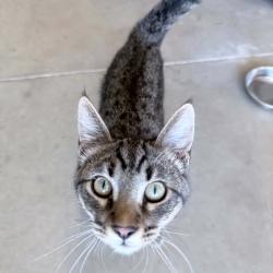 Found/Stray Male Cat last seen Chino & Archibald ONTARIO CA, Ontario, CA 91761