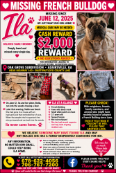 Lost Female Dog last seen Hwy 140 Adairsville ga Bartow co and Floyd co line, Adairsville, GA 30103