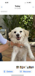 Found/Stray Male Dog last seen Short St / Blueberry Yorba Linda, Yorba Linda, CA 92807