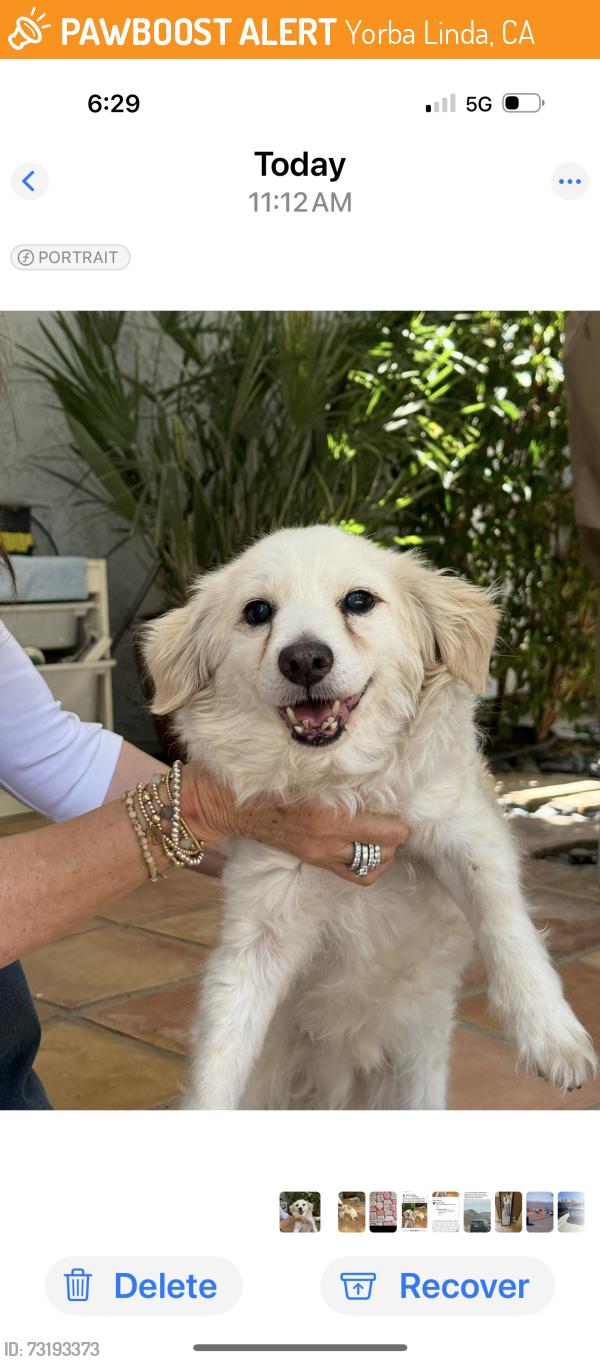 Found/Stray Male Dog last seen Short St / Blueberry Yorba Linda, Yorba Linda, CA 92807