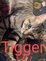 Lost Male Cat last seen Hegerman St. and Comley St. Phila pa 19135, Philadelphia, PA 19135