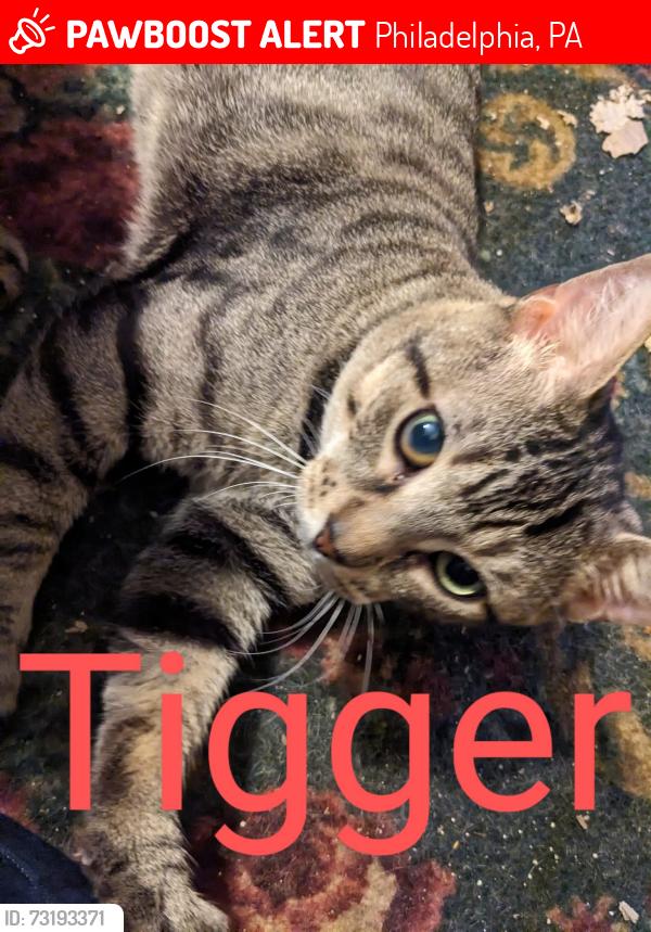 Lost Male Cat last seen Hegerman St. and Comley St. Phila pa 19135, Philadelphia, PA 19135