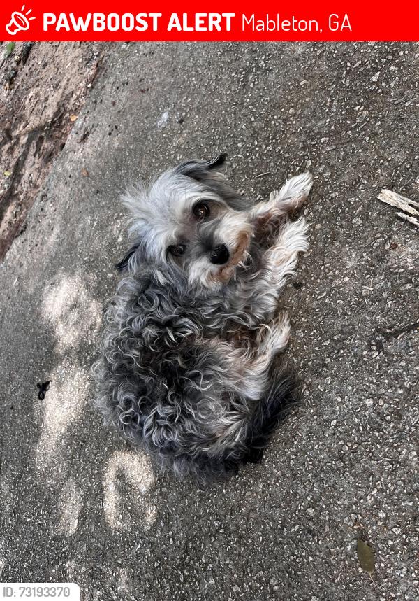 Lost Male Dog last seen He was last seen on the street, Mableton, GA 30126