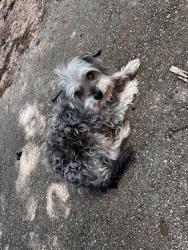 Lost Male Dog last seen He was last seen on the street, Mableton, GA 30126