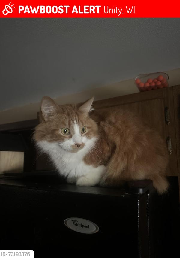 Lost Male Cat last seen Clark, Unity, WI 54488