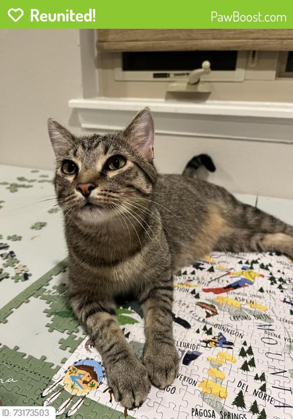 Reunited Male Cat last seen 54th and Indiana, Fairmount, CO 80403