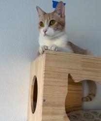 Reunited Male Cat last seen East Carnegie Library, San Jose, CA 95116