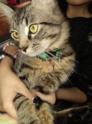 Lost Male Cat last seen Odessa tx by a office building, Odessa, TX 79761