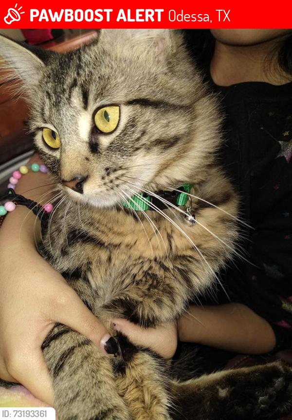 Lost Male Cat last seen Odessa tx by a office building, Odessa, TX 79761