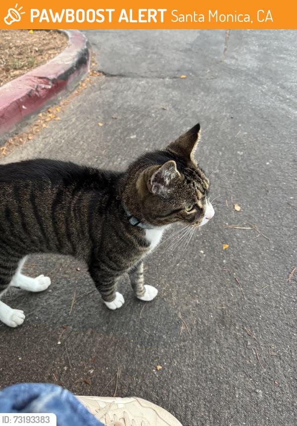 Found/Stray Unknown Cat last seen Marine, Santa Monica, CA 90405