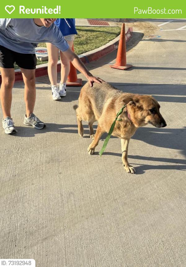 Reunited Female Dog last seen University and Heritage Trail Blvd, Denton, TX 76207