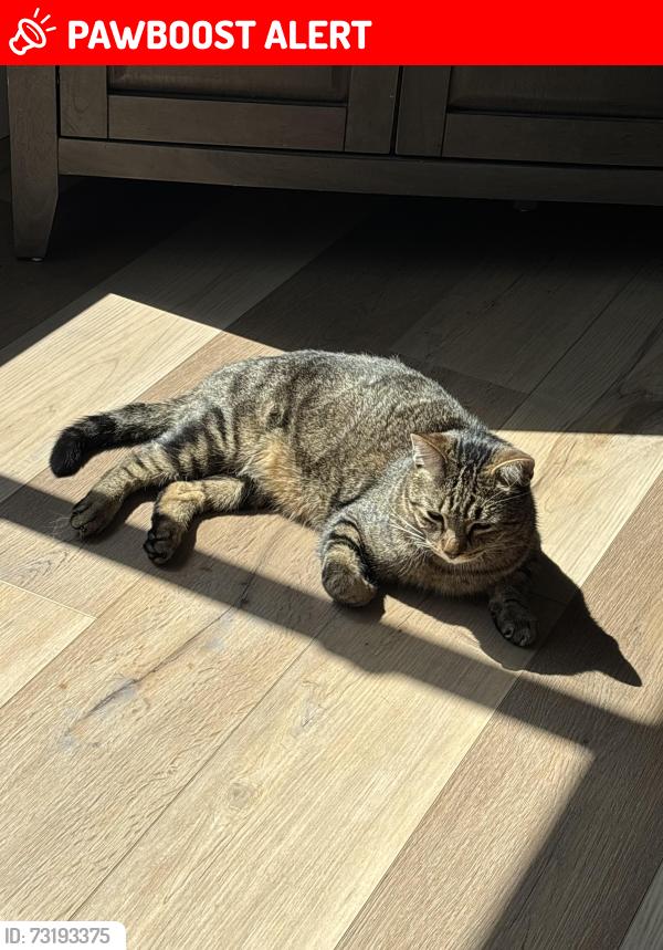 Lost Male Cat last seen Andrew Avenue, Elko New Market, MN 55020